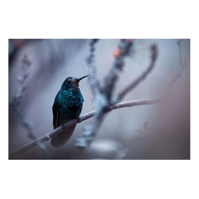 Magnettavla djur Hummingbird In Winter