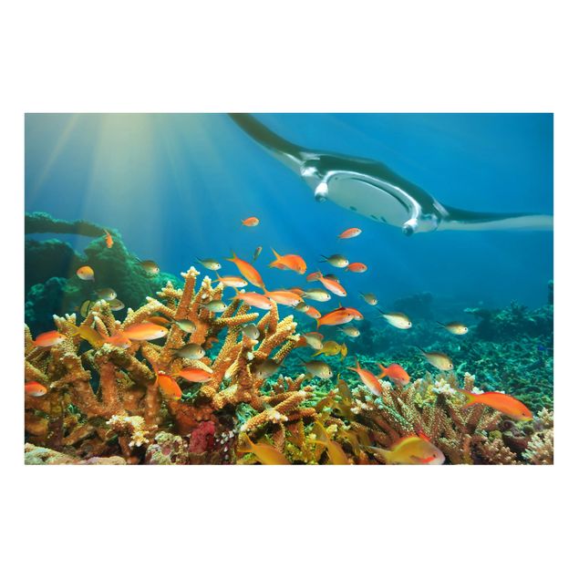Magnettavla djur Coral reef