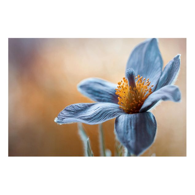 Magnettavla blommor  Pulsatilla In blue