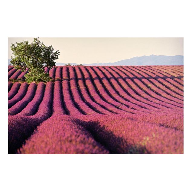 Tavlor landskap Lavender