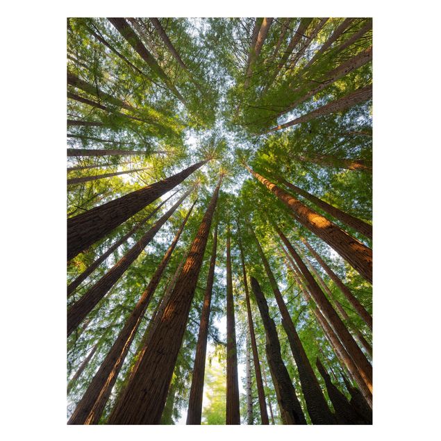 Tavlor träd Sequoia Tree Tops