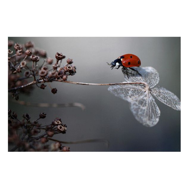 Magnettavla blommor  Ladybird On Hydrangea
