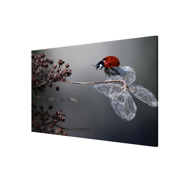 Tavlor blommor Ladybird On Hydrangea