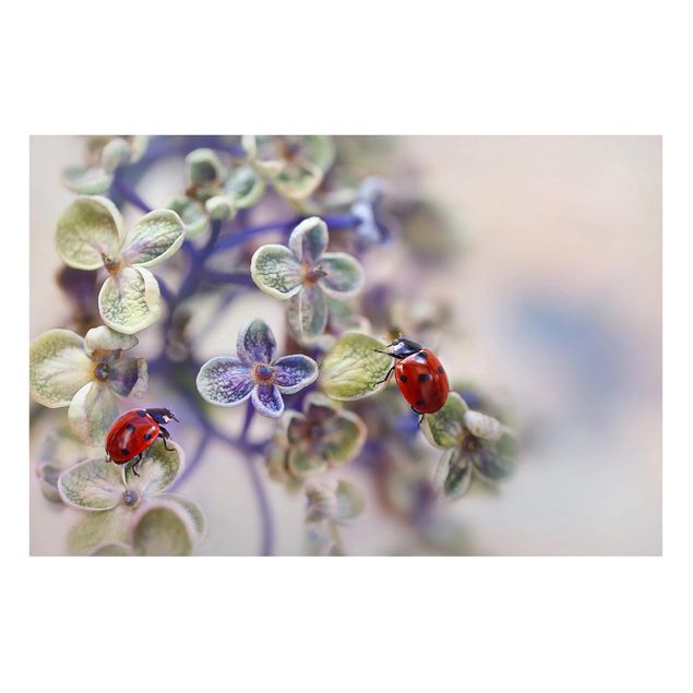 Magnettavla blommor  Ladybird In The Garden