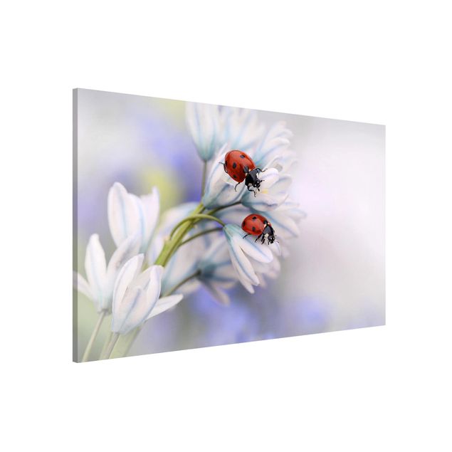 Magnettavla blommor  Ladybird Couple