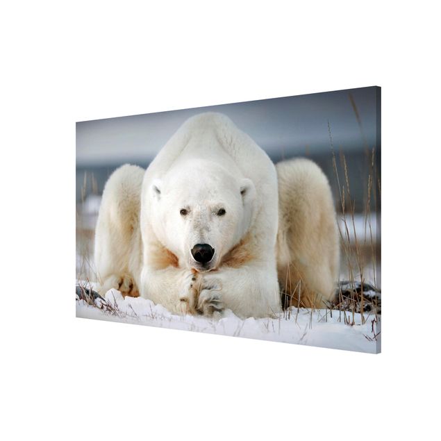 Magnettavla djur Contemplative Polar Bear