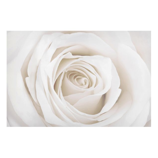 Magnettavla blommor  Pretty White Rose