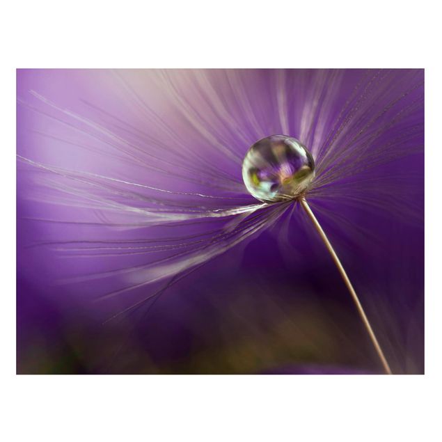 Magnettavla blommor  Dandelion In Violet