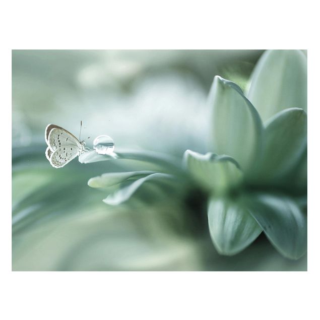 Tavlor fjärilar Butterfly And Dew Drops In Pastel Green