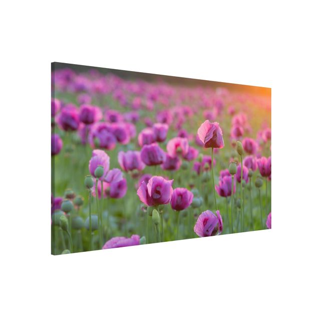 Tavlor vallmor Purple Poppy Flower Meadow In Spring