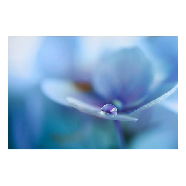 Magnettavla blommor  Water Drops Hydrangeas
