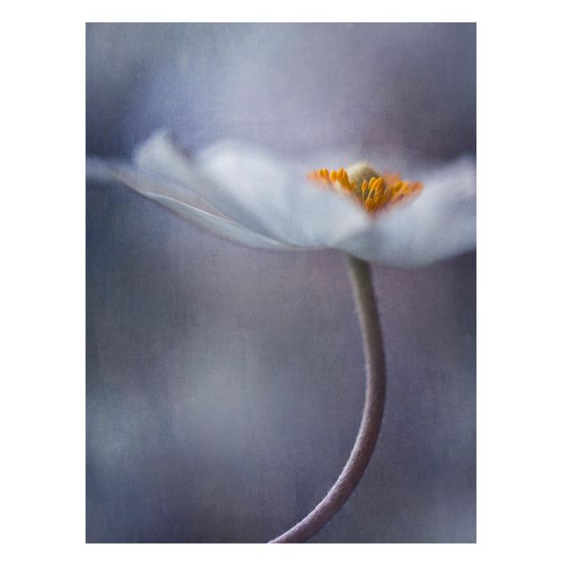Magnettavla blommor  White Windflower