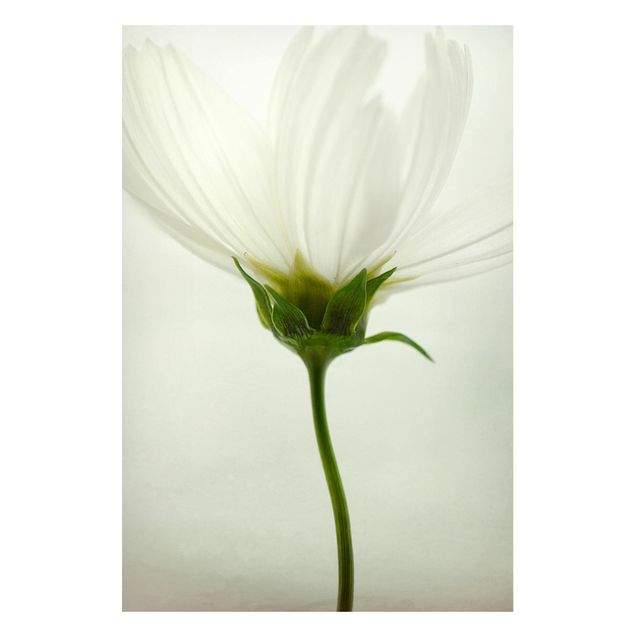 Magnettavla blommor  White Cosmos