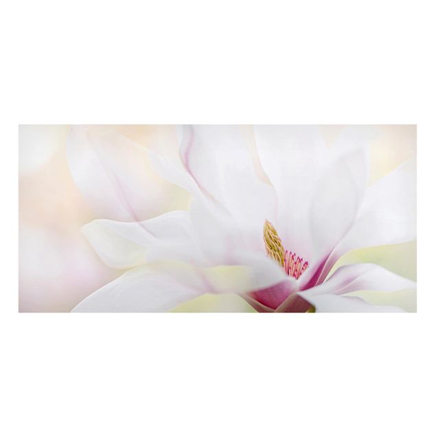 Magnettavla blommor  Delicate Magnolia Blossom