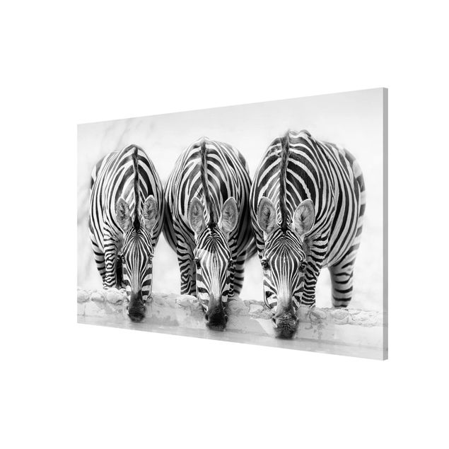 Magnettavla djur Zebra Trio In Black And White
