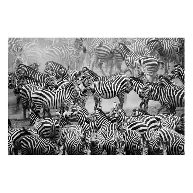 Tavlor zebror Zebra herd II