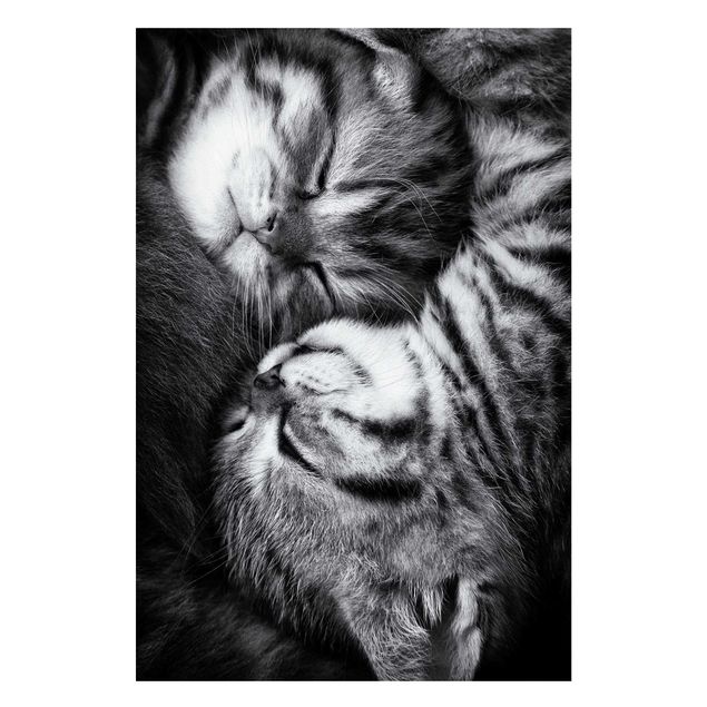 Magnettavla djur Two Kittens