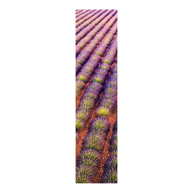 Matteo Colombo Kunstdrucke Picturesque Lavender Field