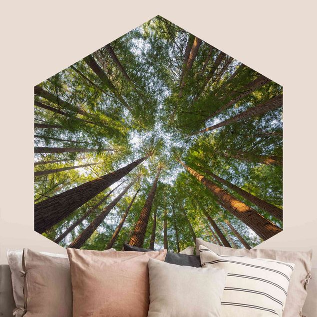 Fototapeter 3D Sequoia Tree Tops