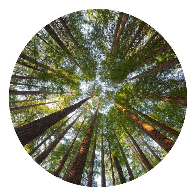 Fototapeter landskap Sequoia Tree Tops