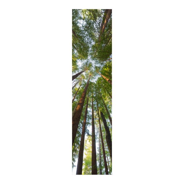 Panelgardiner landskap Sequoia Tree Tops