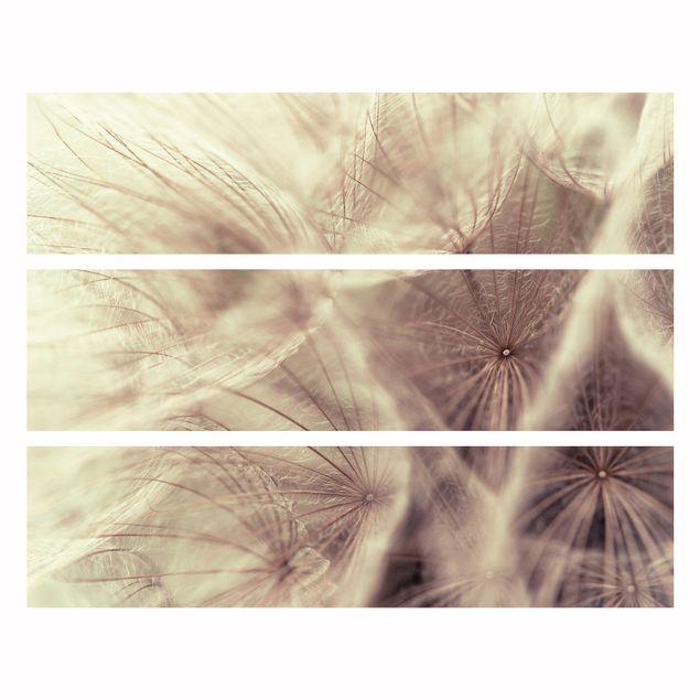 Möbelfolier Detailed Dandelion Macro Shot With Vintage Blur Effect