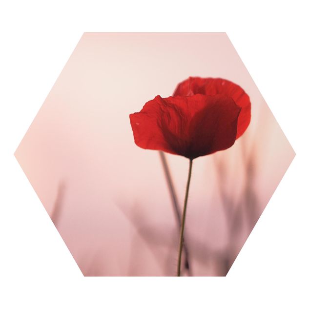 Tavlor modernt Poppy Flower In Twilight