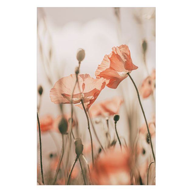 Fönsterfilm - Poppy Flowers In Summer Breeze