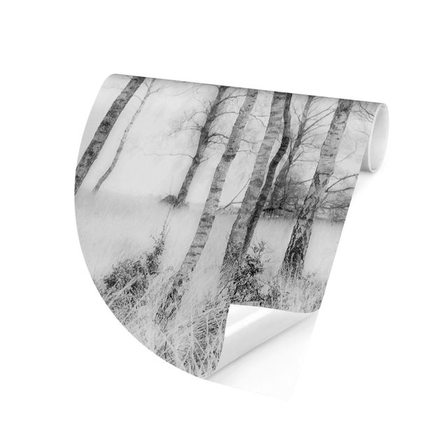 Fototapeter svart och vitt Mystic Birch Forest Black And White