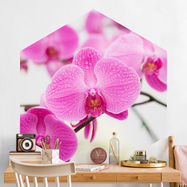 Fototapeter orkidéer Close-Up Orchid