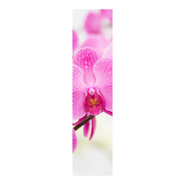 Panelgardiner blommor  Close-Up Orchid