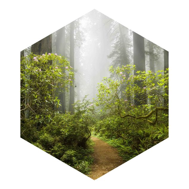 Tavlor Rainer Mirau Misty Forest Path