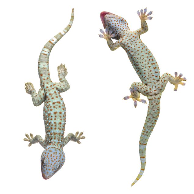 Fönsterdekaler djur Curious Geckos