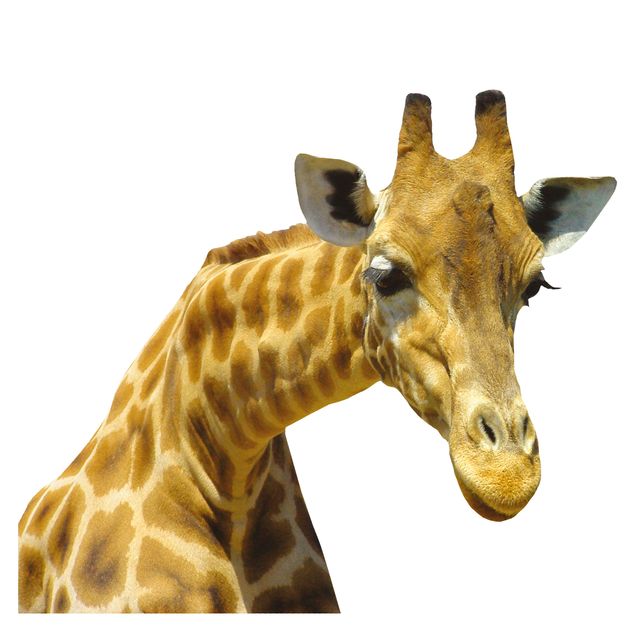 Fönsterdekaler djur Curious Giraffe