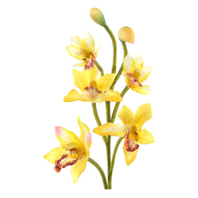 Kök dekoration No.173 Orchid Yellow