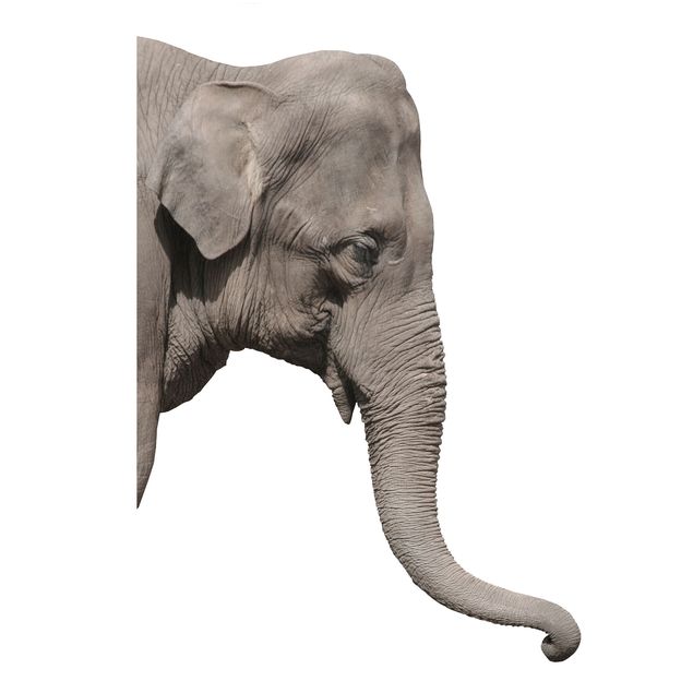 Wallstickers Afrika No.3 Elephant