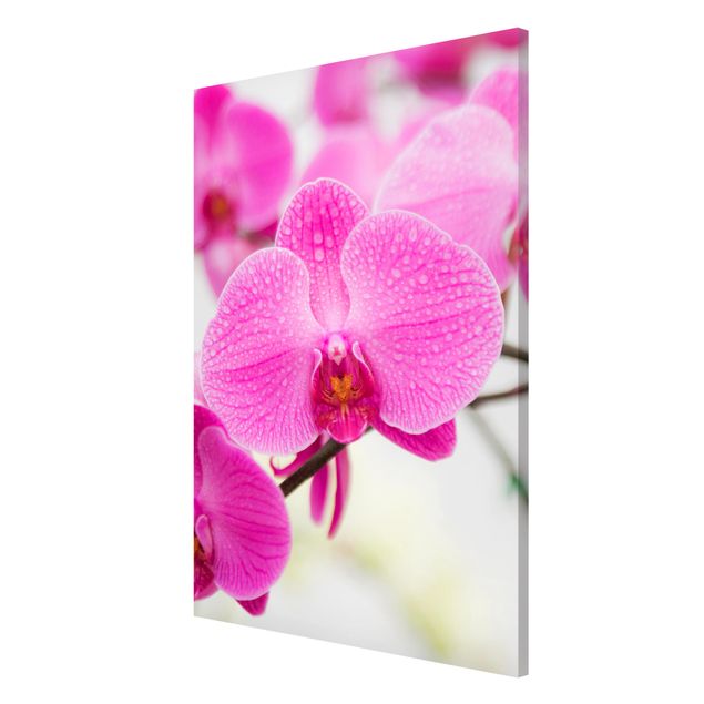 Magnettavla blommor  Close-Up Orchid