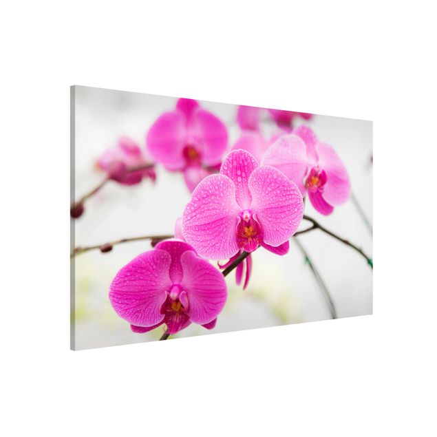 Magnettavla blommor  Close-Up Orchid