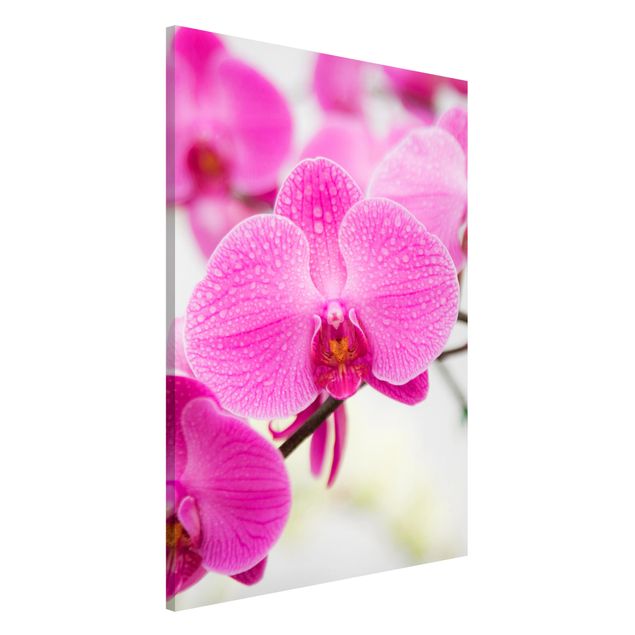 Tavlor orkidéer Close-Up Orchid