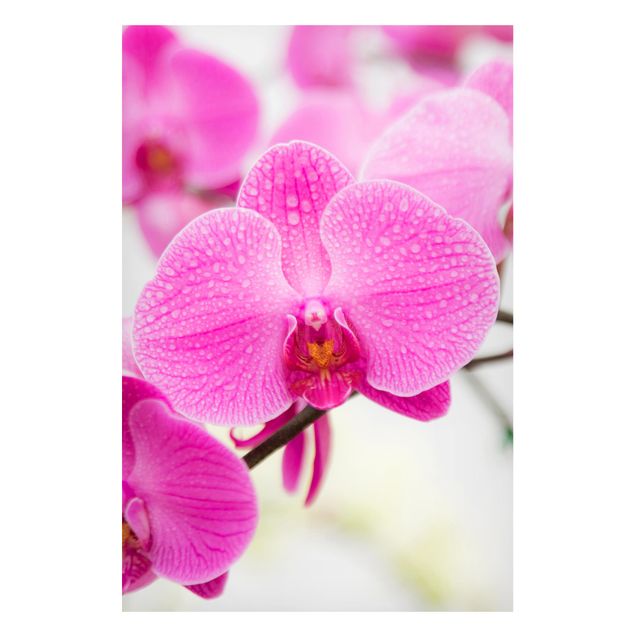 Tavlor orkidéer Close-Up Orchid