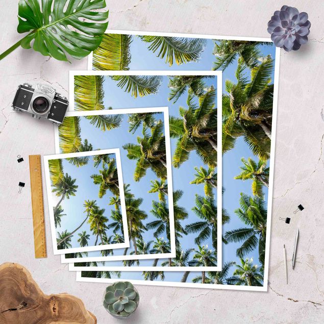 Posters Palm Tree Canopy