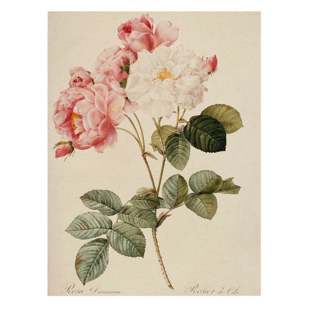 Canvastavlor blommor  Pierre Joseph Redoute - Rosa Damascena