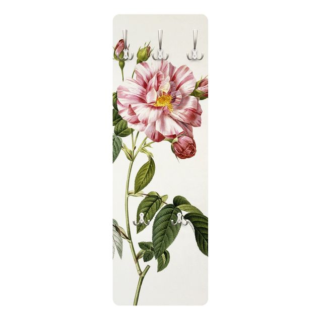 Klädhängare vägg lantlig Pierre Joseph Redoute - Pink Gallica Rose
