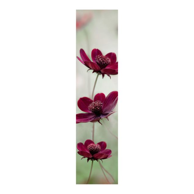 Panelgardiner blommor  Pink Cosmos Flower