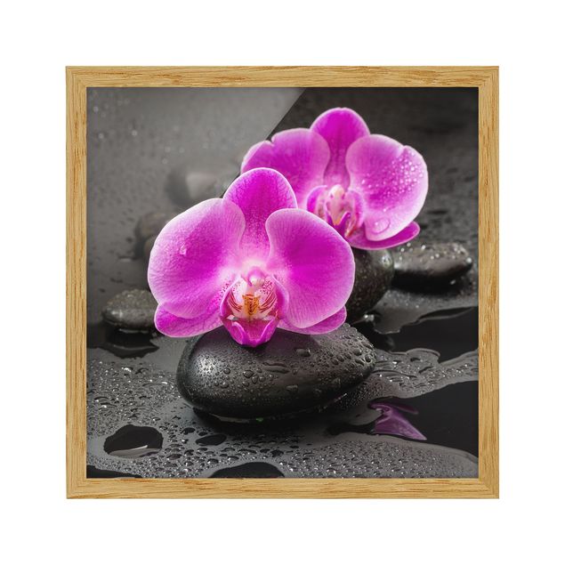 Tavlor blommor  Pink Orchid Flower On Stones With Drops