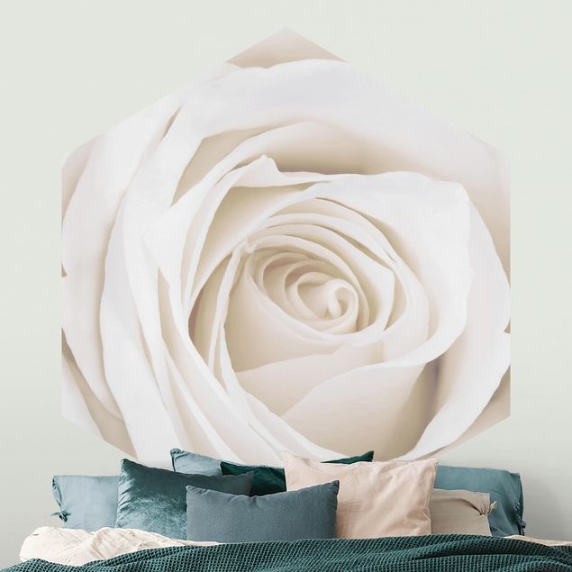 Fototapeter rosor Pretty White Rose