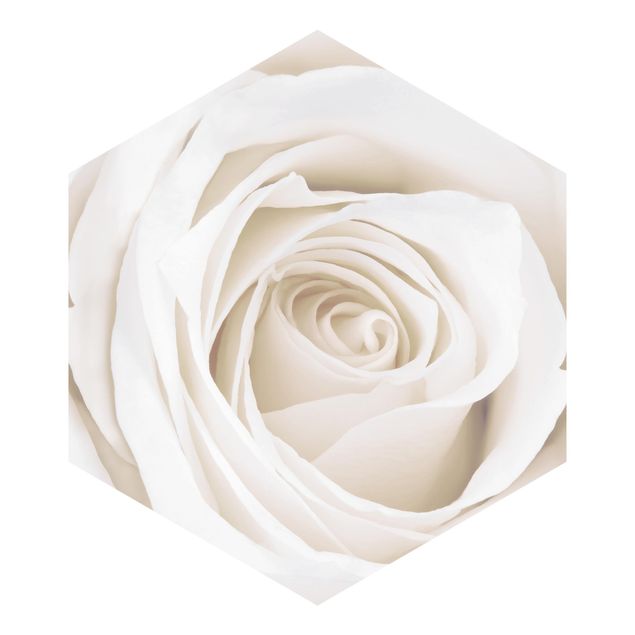 Fototapeter blå Pretty White Rose