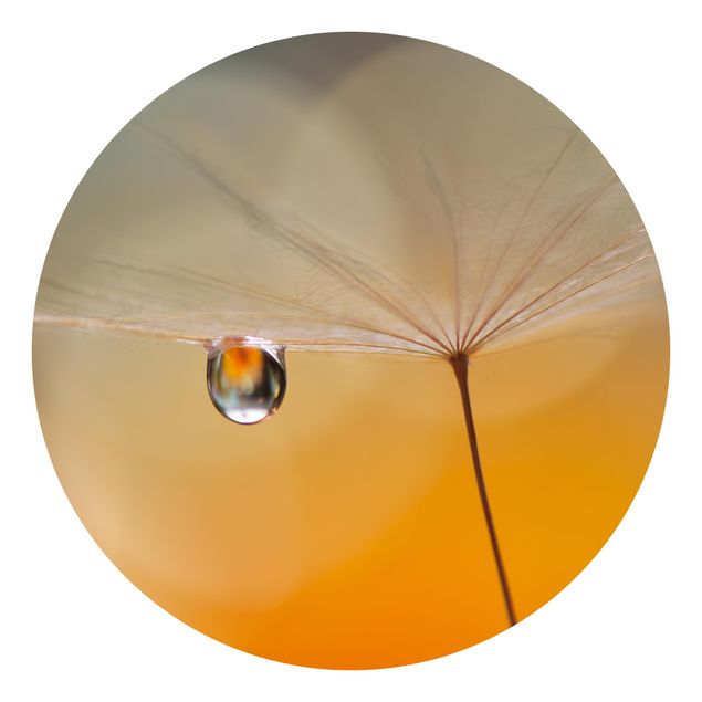 Tapeter modernt Dandelion In Orange