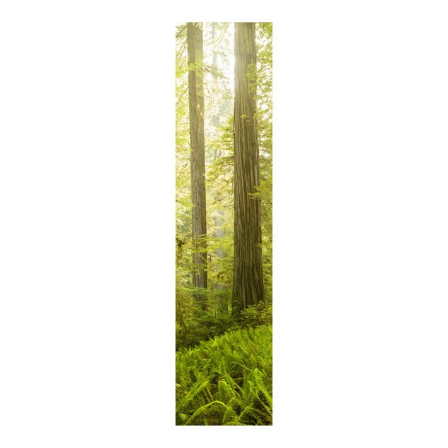 Panelgardiner landskap Redwood State Park Forest View