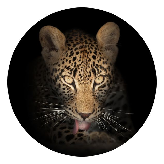 Fototapeter svart och vitt Resting Leopard